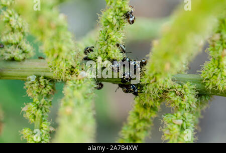 Grappe de Chilocorinae Coccinelle sur tige Amarante Banque D'Images