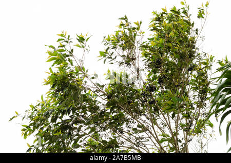 De l'arbre Fruits Jamun se balançant dans le vent Banque D'Images