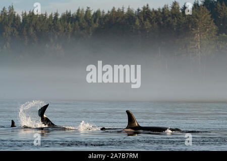 Résident du nord épaulard (Orcinus orca) playingnear Pearse îles au large de Telegraph Cove, l'île de Vancouver, le territoire des Premières Nations, British Columb Banque D'Images