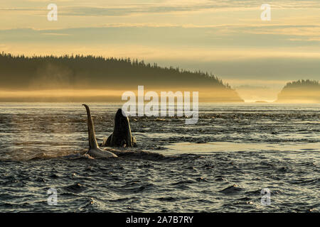 Tôt le matin ! Résident du nord épaulard (Orcinus orca) spy hopping près de Pearse îles au large de Telegraph Cove, l'île de Vancouver, les Premières Nations Terri Banque D'Images