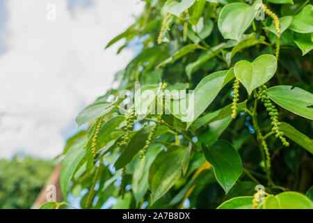 Les plantes au poivre Banque D'Images