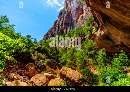 Une petite cascade qui coule sur les falaises surplombant la piste vers le bas piscine d'Emeraude dans Zion National Park, Utah, United States Banque D'Images