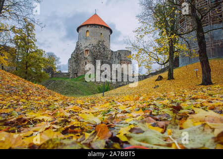La Lettonie Cesis, ville syrienne. Vieux château et des roches, de l'automne. L'architecture historique. 12. okt. Banque D'Images