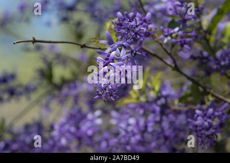 Purple Fleurs Petrea Banque D'Images