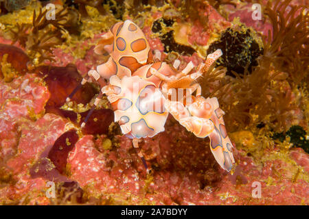 La crevette arlequin bleu, Hymenocera elegans, est aussi connu comme un clown, crevettes aux Philippines. Banque D'Images