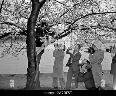 Les photographes de prendre des photos de Miss Patty Townsend, Cherry Blossom reine comme elle s'assoit sur les branches d'un cherry blossom tree ca. 1939 Banque D'Images