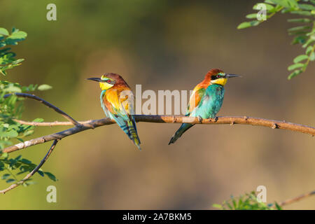 Guêpier d'Europe Merops apiaster, Eater Banque D'Images