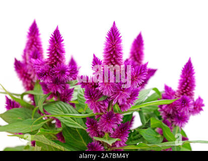 Brandschopf, Celosia spicata, in front of white background Banque D'Images