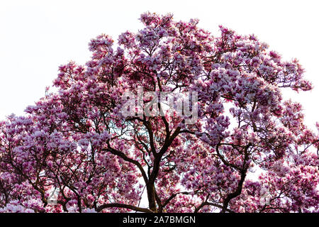 Haut d'un magnifique magnolia qui fleurit au printemps. Banque D'Images