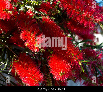 L'Ouest spectaculaire brillant rouge fleurs sauvages australiens bottlebrush callistemon arbuste fleurit à Bunbury, Australie occidentale au printemps attire l'abeille. Banque D'Images