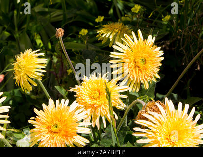 Gerbera jamesonii est une espèce de plantes du genre ou Gerbera Daisy dans Provence-Alpes-Côte d'Afrique avec le double jaune pâle centrée rayons . Banque D'Images