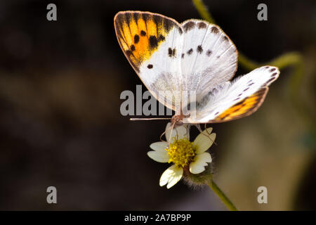 Papillon sur une petite fleur blanche Banque D'Images