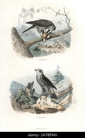 Blanche eurasienne, Accipiter nisus, et l'Autour des palombes, Accipiter gentilis. Gravure coloriée sur acier par Fournier d'après un dessin de Edouard Travies de Richard's 'Nouvelle édition des oeuvres complètes de Buffon,' Pourrat Frères, Paris, 1837. Banque D'Images