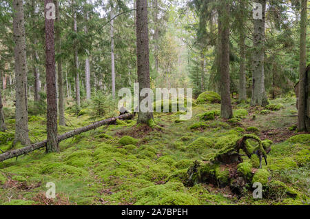 Moss couverts sol forestier dans une forêt intacte comme conte Banque D'Images