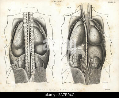 Des droits de l'anatomie des organes internes de l'arrière montrant la colonne vertébrale, les poumons, le foie, les intestins, la vésicule biliaire, etc. la gravure sur cuivre par Milton d'Abraham Rees' Cyclopedia ou Dictionnaire Universel des Sciences, des arts et de la littérature, Longman, Hurst, Rees, Orme et Brown, Londres, 1820. Banque D'Images