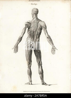 Anatomie de la musculature de l'arrière montrant les muscles extra-atmosphérique. La gravure sur cuivre par Milton d'Abraham Rees' Cyclopedia ou Dictionnaire Universel des Sciences, des arts et de la littérature, Longman, Hurst, Rees, Orme et Brown, Londres, 1820. Banque D'Images