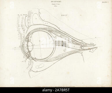 Anatomie de l'oeil humain montrant eyeball, cornée, cristallin, nerf optique, etc. la gravure sur cuivre par Milton d'Abraham Rees' Cyclopedia ou Dictionnaire Universel des Sciences, des arts et de la littérature, Longman, Hurst, Rees, Orme et Brown, Londres, 1820. Banque D'Images