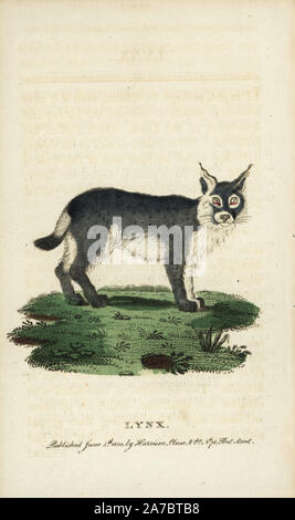 Le lynx d'Eurasie, Lynx lynx. Illustration copiée de Comte de Buffon. Coloriée à la gravure sur cuivre à partir de 'Le Naturalist's Pocket Magazine," Harrison, Londres, 1800. Banque D'Images