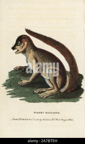 Flocky maucauco ou lémurien laineux ou lémurien indri, laniger. Illustration copiée de Pierre Sonnerat. Coloriée à la gravure sur cuivre à partir de 'Le Naturalist's Pocket Magazine," Harrison, Londres, 1801. Banque D'Images