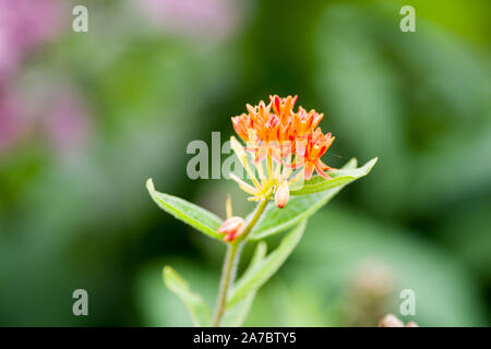 Butterflyweed (Asclepias tuberosa) Banque D'Images