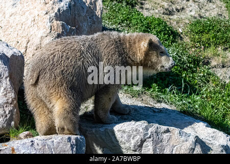 Les Jeunes De L Ours Blanc Au Canada Marche Bebe Ours Portrait Photo Stock Alamy