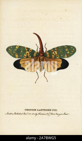 Lanterne chinoise lanthorn ou fly fly, Pyrops candelarius. Illustration copiée de George Edwards. Coloriée à la gravure sur cuivre à partir de 'Le Naturalist's Pocket Magazine," Harrison, Londres, 1801. Banque D'Images