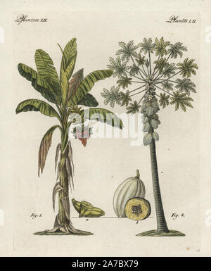 Bananier, Musa paradisiaca, et papayer, papaye Carica, avec feuille, fleur, fruit et fruit mûr dans la section. Coloriée à la gravure sur cuivre de Bertuch's 'Bilderbuch fur Kinder" (Livre d'images pour les enfants), Weimar, 1798. Johann Friedrich Bertuch (1747-1822) était un éditeur allemand et l'homme des arts le plus célèbre pour son encyclopédie 12 volumes pour les enfants illustrés de 1 200 plaques gravées sur l'histoire naturelle, de la science, le costume, la mythologie, etc., publiés à partir de 1790-1830. Banque D'Images