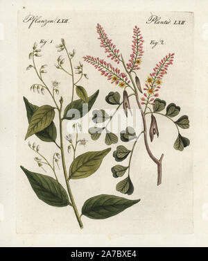 Arbre généalogique benjamin gomme, Styrax benzoin 1, et de l'hématine, Haematoxylon campechianum 2. Coloriée à la gravure sur cuivre de Bertuch's 'Bilderbuch fur Kinder" (Livre d'images pour les enfants), Weimar, 1798. Johann Friedrich Bertuch (1747-1822) était un éditeur allemand et l'homme des arts le plus célèbre pour son encyclopédie 12 volumes pour les enfants illustrés de 1 200 plaques gravées sur l'histoire naturelle, de la science, le costume, la mythologie, etc., publiés à partir de 1790-1830. Banque D'Images