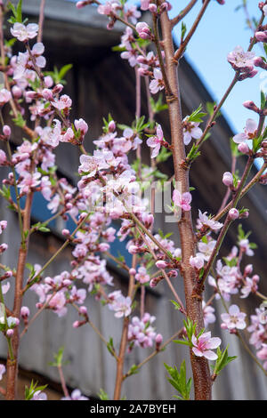 Verger au printemps avec des pêchers en fleurs. Vue rapprochée de branche avec petites feuilles vertes et fleurs roses du jardin en pêcher. Banque D'Images