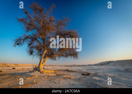 Un arbre Ghaf au coucher du soleil dans le désert du Qatar avec l'écorce de couleur d'or et de gravier Banque D'Images