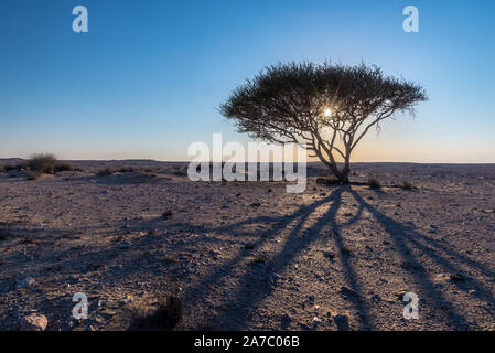 Un Acacia au coucher du soleil dans le désert du Qatar prendre une grande ombre sur le sol aride de gravier Banque D'Images
