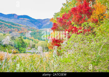 Beijing, Beijing, Chine. 1er novembre 2019. ¯Â¼Å Ã Beijing'CHINE-Photo prise le 31 octobre 2019 présente le jardin botanique de Beijing à Beijing, Chine.à l'heure actuelle, le jardin botanique de Beijing a adopté une balayeuse intelligente pour nettoyer la route principale du parc, ce qui rend plus intelligent et scientifique. Crédit : SIPA Asie/ZUMA/Alamy Fil Live News Banque D'Images