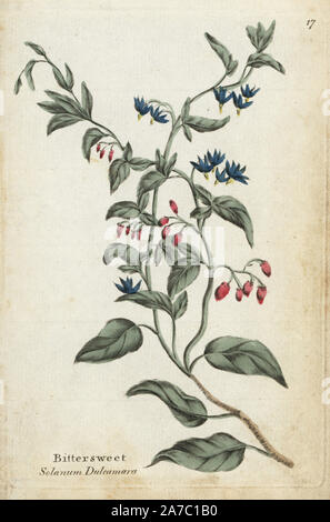 , Douce-amère Solanum dulcamara. Botanique coloriée à la gravure sur cuivre par un artiste inconnu de 'Culpeper's English Médecin de famille ; ou médicale élargie aux herbes, avec plusieurs centaines d'autres plantes, principalement de Sir John Hill,' par Joshua Hamilton, London, W. Locke, 1792. Banque D'Images