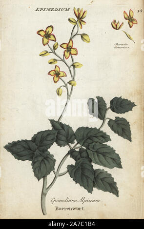 Barrenwort, Epimedium alpinum. Botanique coloriée à la gravure sur cuivre par un artiste inconnu de 'Culpeper's English Médecin de famille ; ou médicale élargie aux herbes, avec plusieurs centaines d'autres plantes, principalement de Sir John Hill,' par Joshua Hamilton, London, W. Locke, 1792. Banque D'Images