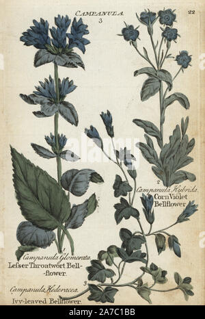 Moindre scrofulaire bellflower, Campanula glomerata campanule à feuilles de lierre,, Wahlenbergia hederacea , et le maïs violet campanule, Legousia hybrida. Botanique coloriée à la gravure sur cuivre par un artiste inconnu de 'Culpeper's English Médecin de famille ; ou médicale élargie aux herbes, avec plusieurs centaines d'autres plantes, principalement de Sir John Hill,' par Joshua Hamilton, London, W. Locke, 1792. Banque D'Images