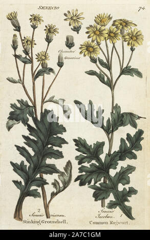 Stinking ou collants, séneçon Senecio viscosus séneçon commun, et, Jacobaea vulgaris. Botanique coloriée à la gravure sur cuivre par un artiste inconnu de 'Culpeper's English Médecin de famille ; ou médicale élargie aux herbes, avec plusieurs centaines d'autres plantes, principalement de Sir John Hill,' par Joshua Hamilton, London, W. Locke, 1792. Banque D'Images