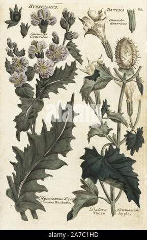 La jusquiame noire commune, Hyosicamus au Niger, et thorn apple, Datura stramonium. Botanique coloriée à la gravure sur cuivre par un artiste inconnu de 'Culpeper's English Médecin de famille ; ou médicale élargie aux herbes, avec plusieurs centaines d'autres plantes, principalement de Sir John Hill,' par Joshua Hamilton, London, W. Locke, 1792. Banque D'Images