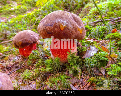 Toadstool Satan's pipe ou même dans la forêt de champignons sataniques Banque D'Images