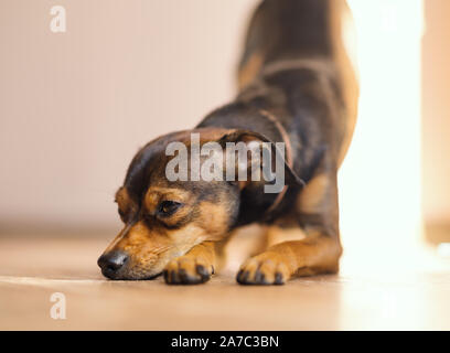 Pinscher nain chiot à la maison. Focus sélectif. Banque D'Images