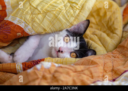 Chat chaton paresseux dort bien dans la couverture et se lève le matin lundi matin. focus sélectif. Banque D'Images