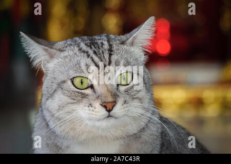 Portrait de jeunes drôles American Shorthair chat avec leurs oreilles vers l'arrière dans l'arrière-plan flou d'action pour les animaux. concept. Banque D'Images