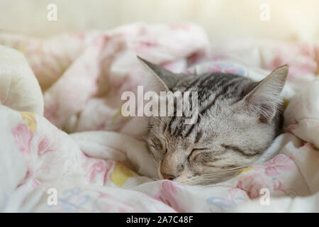 jeune chat pyrlashair américain paresseux dormant dans une couverture douce avec la lumière du soleil chaude en hiver dans la chambre le dimanche matin. animaux de compagnie et mode de vie animal Banque D'Images