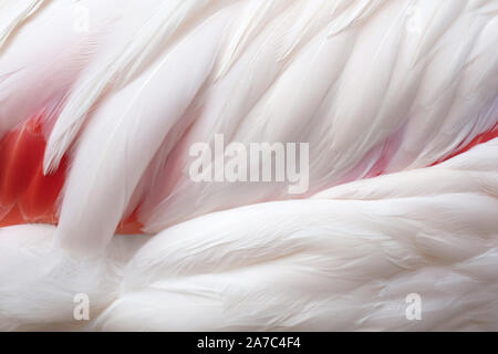 Close up beau blanc et des flamants roses ou des plumes de flamants. aile aile plume d'oiseau. Banque D'Images