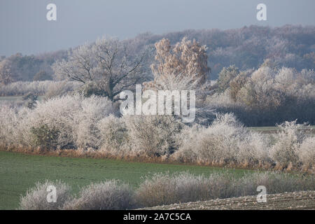 Wiesenlandschaft Verschneite, Wiesen, Weiden, bibelots, Knicks, Hecke, Hecken, Knicklandschaft im Wintereinbruch, novembre, Deutschland, Schleswig-Holste Banque D'Images