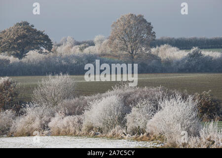 Wiesenlandschaft Verschneite, Wiesen, Weiden, bibelots, Knicks, Hecke, Hecken, Knicklandschaft im Wintereinbruch, novembre, Deutschland, Schleswig-Holste Banque D'Images