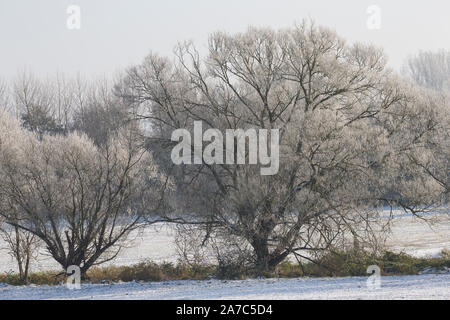 Wiesenlandschaft Verschneite, Wiesen, Weiden, bibelots, Knicks, Hecke, Hecken, Knicklandschaft im Wintereinbruch, novembre, Deutschland, Schleswig-Holste Banque D'Images