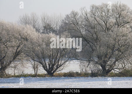 Wiesenlandschaft Verschneite, Wiesen, Weiden, bibelots, Knicks, Hecke, Hecken, Knicklandschaft im Wintereinbruch, novembre, Deutschland, Schleswig-Holste Banque D'Images