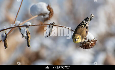 Tangara à tête reposant sur une branche, se nourrissant de graines, par une journée d'hiver Banque D'Images