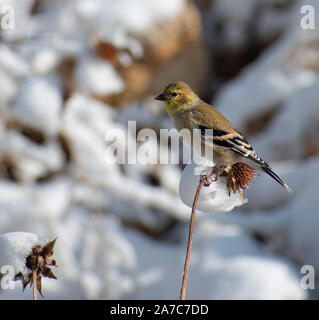 Tangara à tête reposant sur une branche, se nourrissant de graines, par une journée d'hiver Banque D'Images