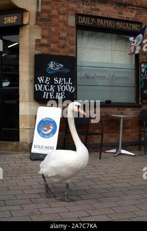 Un cygne à l'extérieur d'une boutique avec 'nous vendre des aliments de canard ici'), Stratford-upon-Avon, Royaume-Uni Banque D'Images